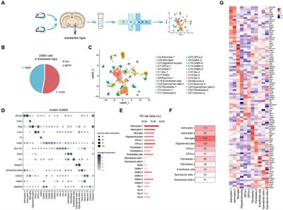 Single-cell sequencing of the substantia nigra reveals microglial activation in a model of MPTP